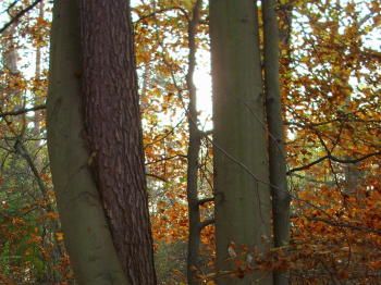 00070_Vermählung am Döllnsee_Maik Grosshennig.jpg